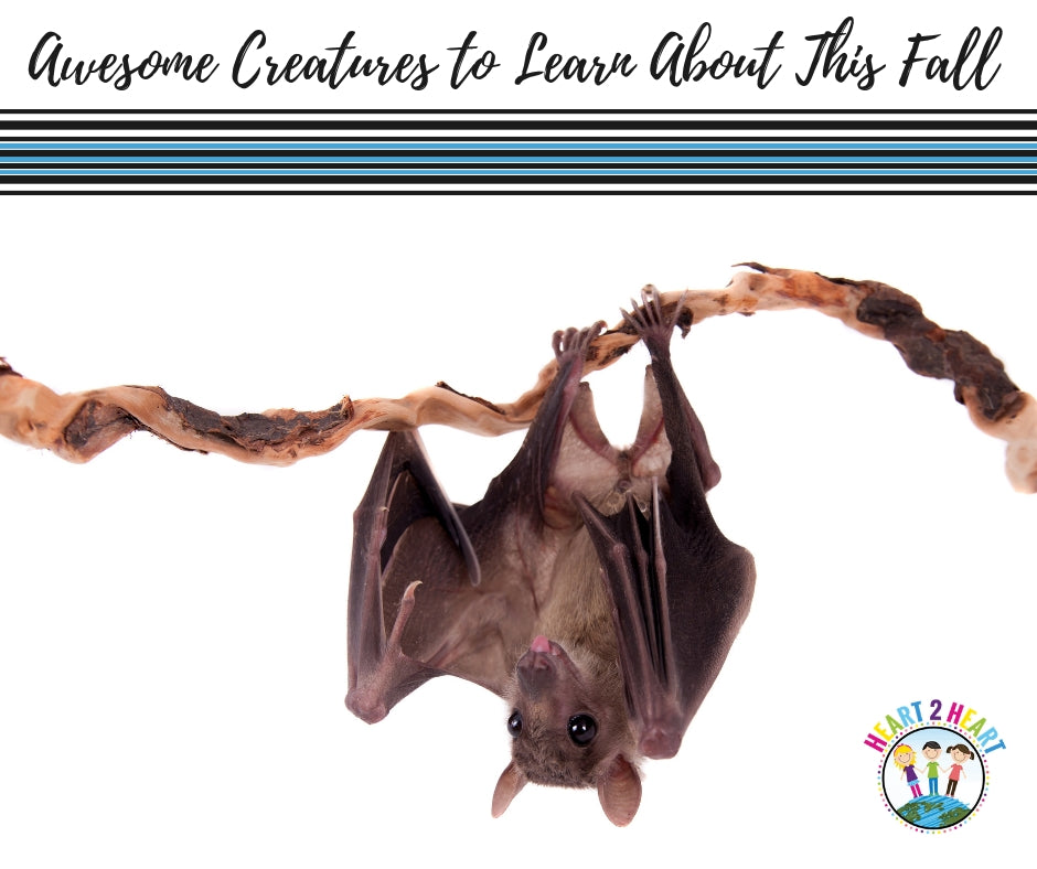 4 Awesomely Creepy Creatures to Learn About This Fall