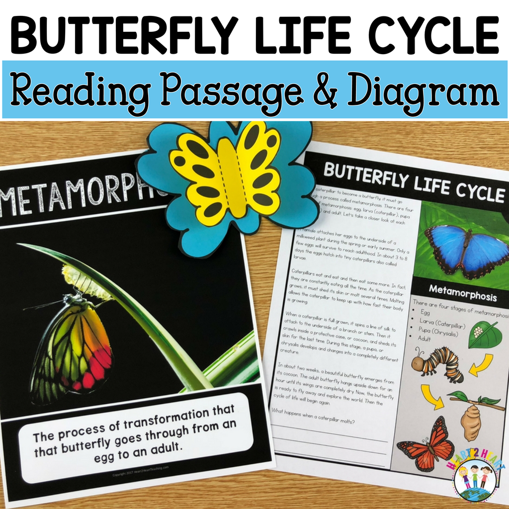 The Life Cycle of a Butterfly Freebie