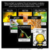 Bee vocabulary posters with real photos for pollen, nectar, pollination, apiary, colony and metamorphosis