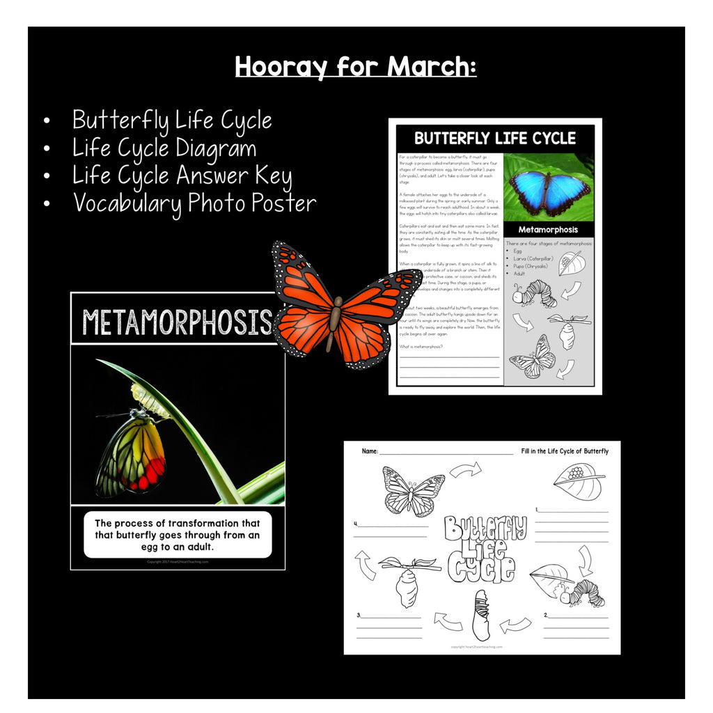 The Life Cycle of a Butterfly Activity Freebie for Kids