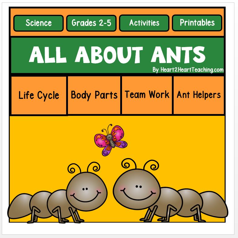 Life Cycle of an Ant Unit
