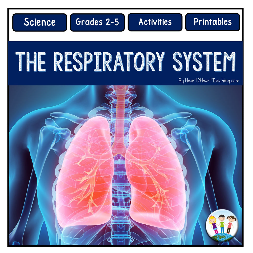 Human Body Systems: Let's Explore our Respiratory System