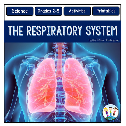 Human Body Systems: Let's Explore our Respiratory System – Heart 2 ...