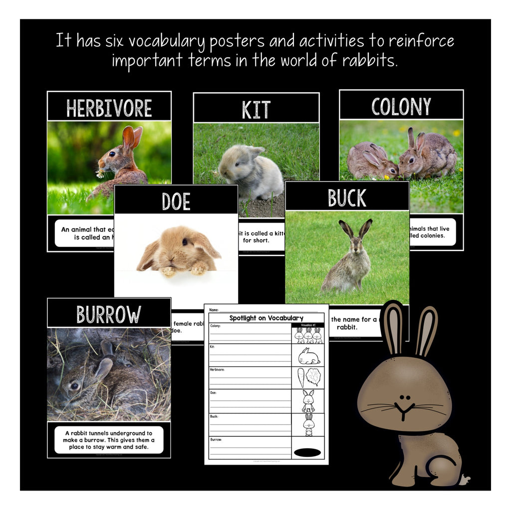 Rabbit Life Cycle Stages