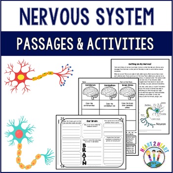 Human Body System: Let’s Explore our Nervous System