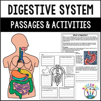 Human Body Systems: Let’s Explore our Digestive System