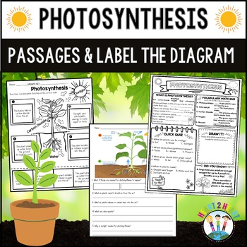 Photosynthesis Activities Reading Comprehension Worksheets Label the Diagrams