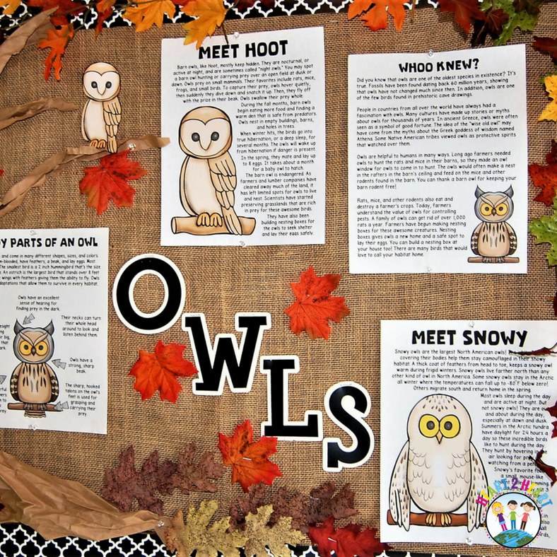 Give a Hoot for Owls